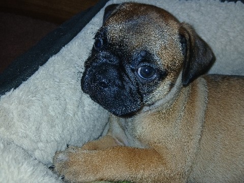 French Bulldog – Frugs – Sparks