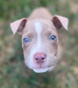 American Pit Bull Terrier – Pitbull Puppy