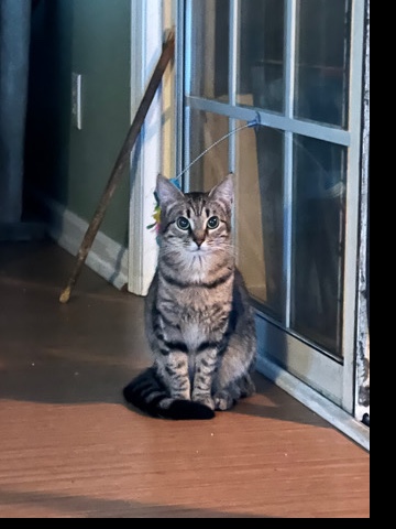 Maine Coon – Simby Sue