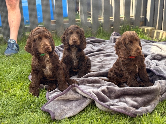 English Cocker Spaniel – 100%show cocker spaniel – Bradford