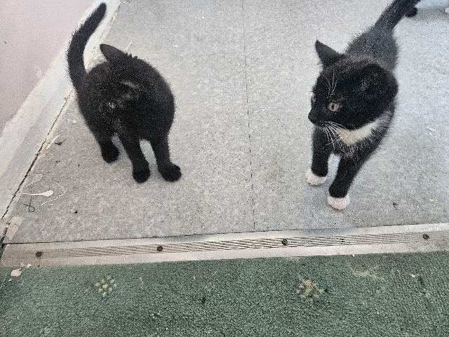 4 tuxedo kittens for sale – Jarrow