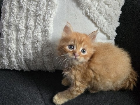 Maine Coon – Maine coon Kitten ab Mai abzugeben – Duisburg