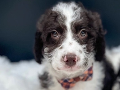Doodle – Amazing puppy – Austell