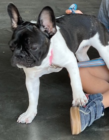 French Bulldog – frenchie for sale