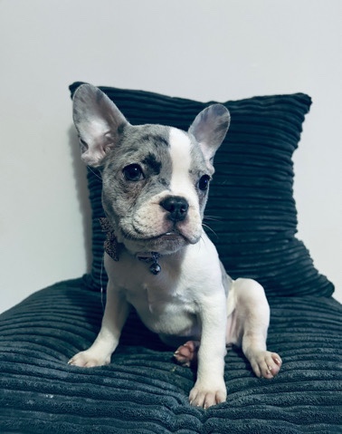 French Bulldog – female french bulldog puppy