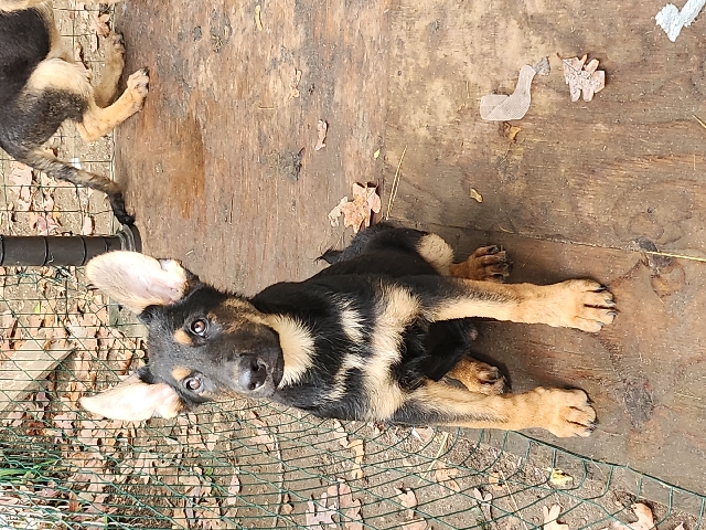 German Shepherd – German shepherd puppies for sale
