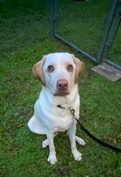 Labrador Retriever – Lab/Rhodesian Ridgeback Mix