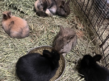 Adorable Pet Bunnies Ready for New Homes!