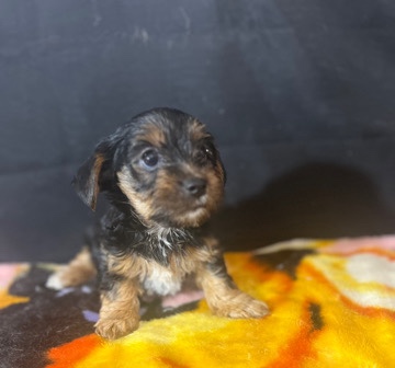 Yorkshire Terrier – Baby girl Yorkie 2