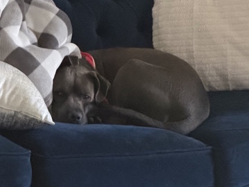 American Staffordshire Terrier – Lover Boy – Killeen
