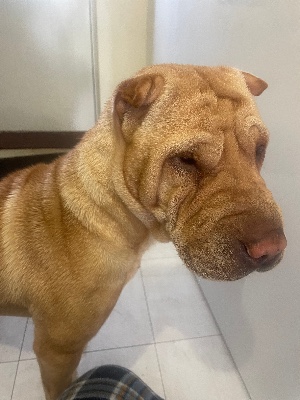 Shar Pei – Rufs forever loving home – Birmingham