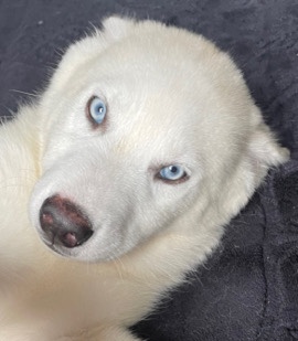 Labrador Husky – husky dog