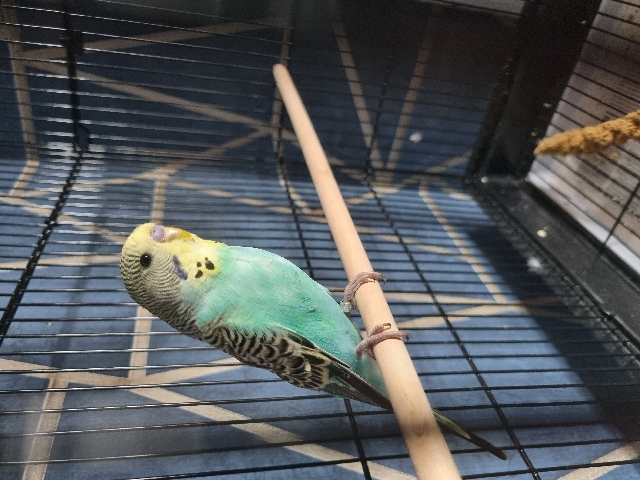 Budgerigar – male budgie with cage, stand, accessories,treat