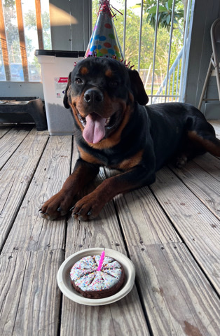 Rottweiler – AKC German Rottweiler