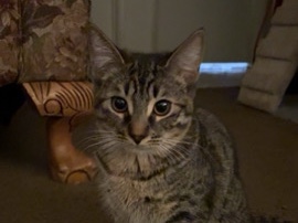 7 Month Kittens – Phoenix