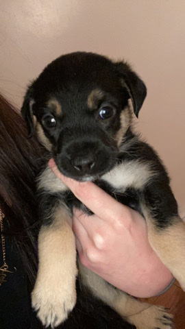 Chihuahua – chihuahua/shitzu puppy