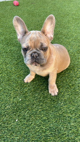 French Bulldog – Frenchie