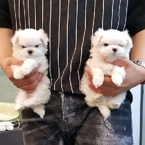 Maltese – Maltese puppies