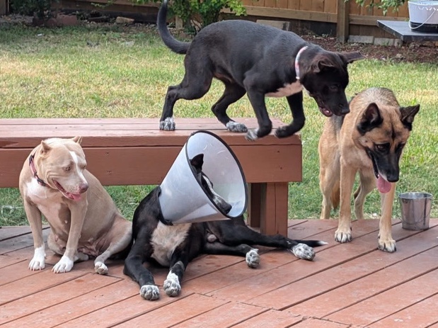 German Shorthaired Pointer – 3 Pups Desperately Needing to be rehomed – San Antonio