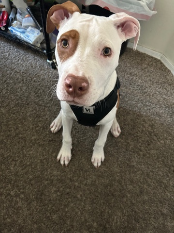 American Pit Bull Terrier – pitbull
