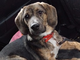 Beagle – donne chiot 1 an