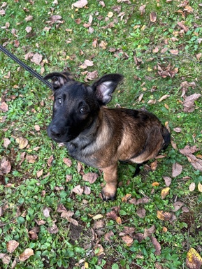 Belgian Shepherd Dog (Malinois) – Belgian Malinois Rehome