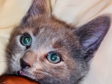 Bombay – ✨ Tiny Gentlemen Looking for Their Forever Homes ✨ – Baltimore