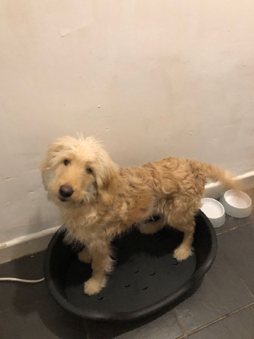Border Collie – border collie cross poodle girl