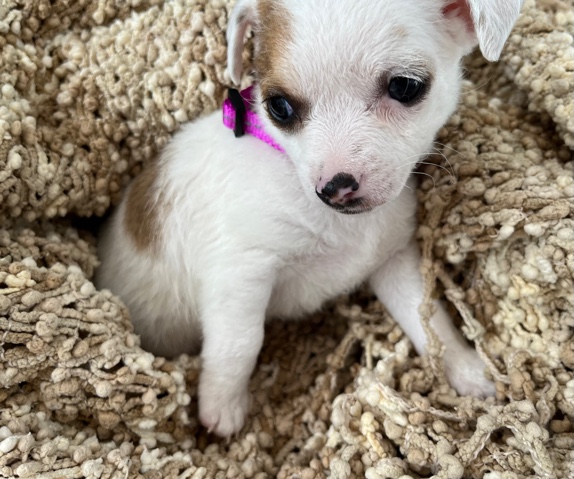Chihuahua – puppy