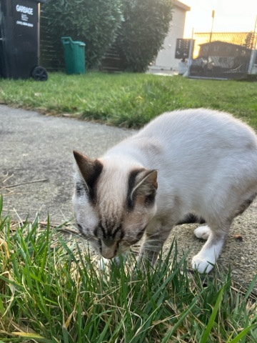 sisters Cat free to a good home