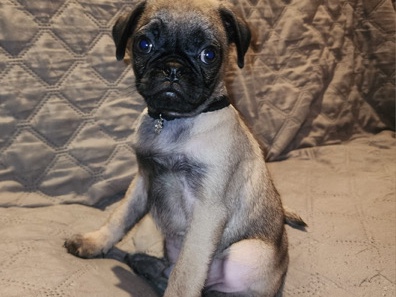 Pug – Pug for sale – Chula Vista