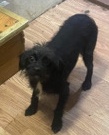 Poodle – rehoming