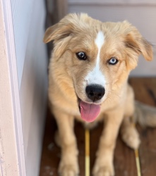 Siberian Husky – Husky/Blue Healer Puppy