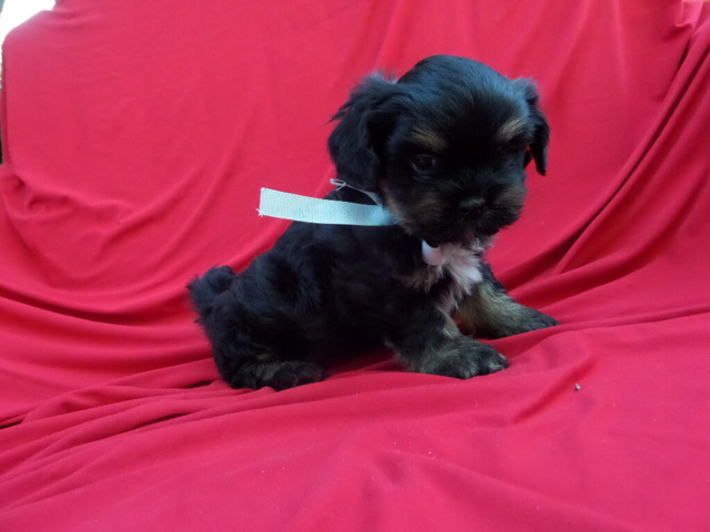 Maltese – *****- morkie puppy