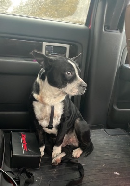 American Pit Bull Terrier – cuvy dog for free