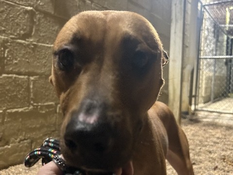 American Staffordshire Terrier – Rehomeing