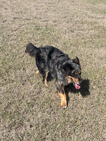 Australian Shepherd – female/male Aussie