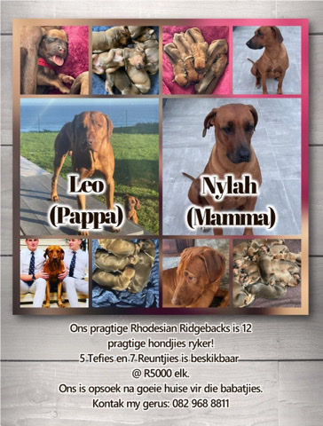 Rhodesian Ridgeback – Rhodesian Ridgeback