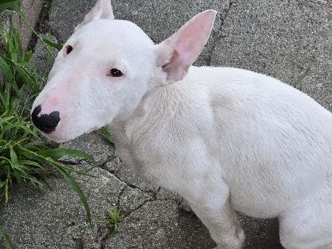 Bull Terrier – Bull Terrier Male – Norwalk