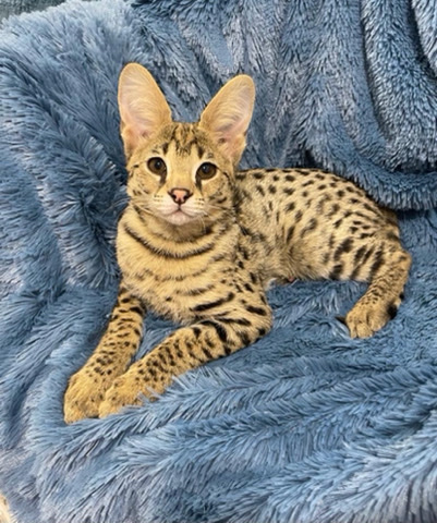 Ashera female - Shipping Worldwide