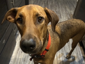 Doberman Pinscher – great watch dog – San Antonio