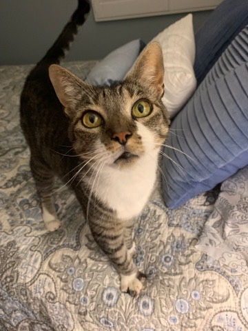Russian White, Black and Tabby – Sweet cat - Pepper 💕