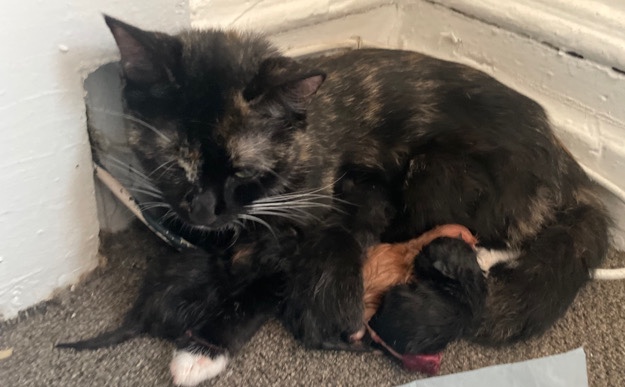 American Shorthair – kittens for sale