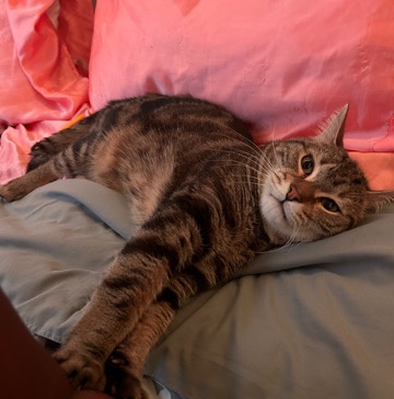 King needs a home