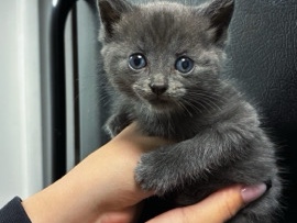 American Shorthair – kitten – Oak Ridge
