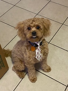 8 month male Peekapoo/ Extremely friendly