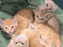 Bengal – Bengal & Highlander Lynx Kittens