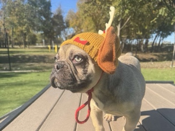 French Bulldog – French bulldog – Grapevine