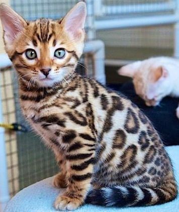 Bengal – beautiful and adorable Bengal kittens available