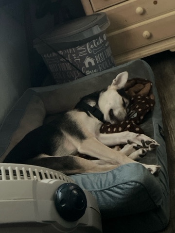 Siberian Husky – Husky For Sell